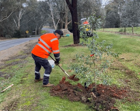 tree being planted along roadside