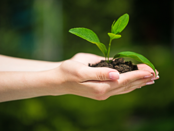 Cupped hands holding some soil and a small plant