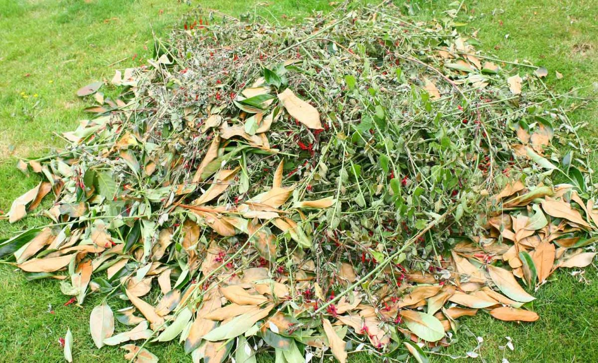 Raked pile of leaves on a green lawn